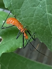 Zelus longipes