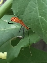 Zelus longipes