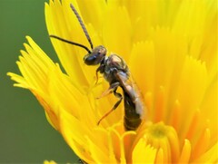 Lasioglossum zephyrus