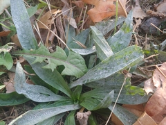 Golovinomyces sordidus