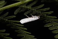 Yponomeuta cagnagella