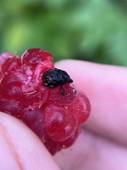 Cryptorhynchus fuscatus