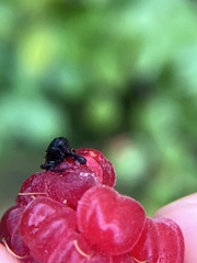 Cryptorhynchus fuscatus