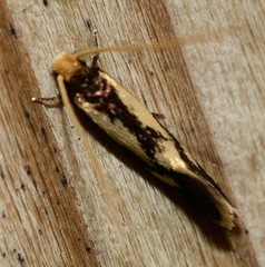 Isocorypha mediostriatella