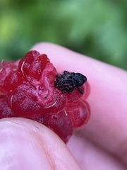 Cryptorhynchus fuscatus