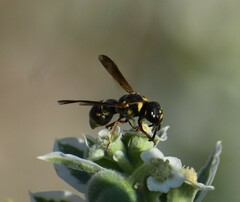 Stenodynerus propinquus