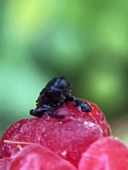 Cryptorhynchus fuscatus