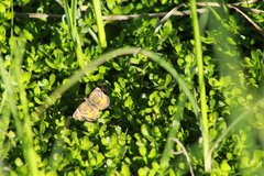 Phyciodes phaon