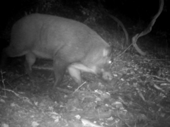 Sus scrofa leucomystax