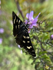 Phalaenoides tristifica