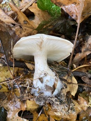 Clitocybe robusta