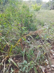 Rhynchospora corniculata