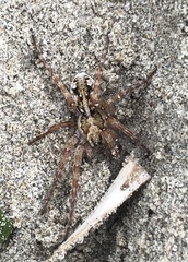 Tetralycosa