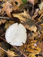Clitocybe robusta