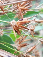 Rhynchospora corniculata