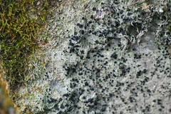 Bilimbia sabuletorum