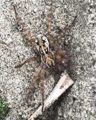 Tetralycosa