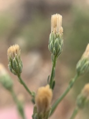 Baccharis brachyphylla