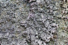 Rinodina ascociscana