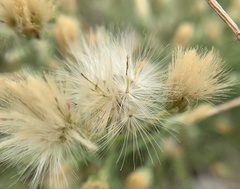 Baccharis brachyphylla