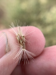 Baccharis brachyphylla