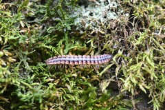 Pseudopolydesmus canadensis