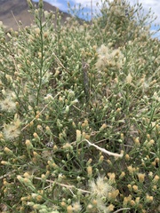 Baccharis brachyphylla