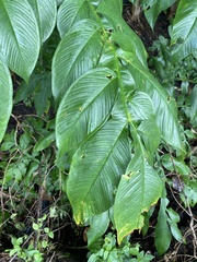 Amorphophallus paeoniifolius