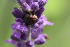 Chrysolina americana