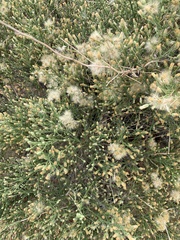 Baccharis brachyphylla