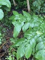Amorphophallus paeoniifolius