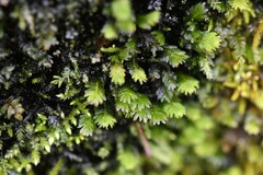 Fissidens dubius