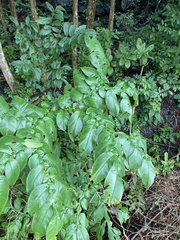 Amorphophallus paeoniifolius