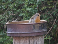 Erithacus rubecula