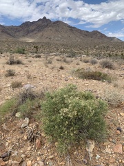 Baccharis brachyphylla