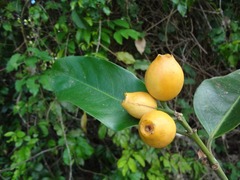 Posoqueria latifolia