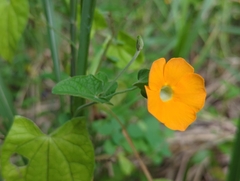 Thunbergia