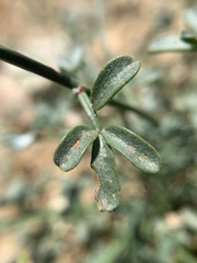 Acmispon rigidus