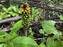 Amorphophallus paeoniifolius