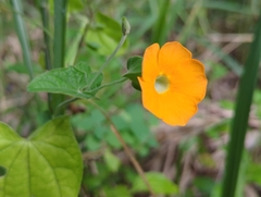 Thunbergia