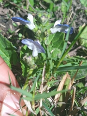 Salvia procurrens