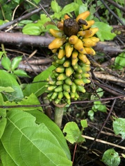 Amorphophallus paeoniifolius
