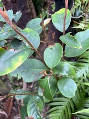 Quintinia sieberi