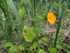 Thunbergia