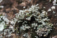 Stereocaulon paschale