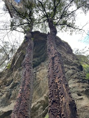 Quintinia sieberi