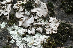 Dermatocarpon miniatum