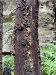 Quintinia sieberi