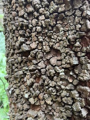 Quintinia sieberi