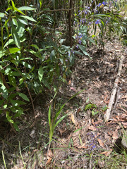 Dianella longifolia